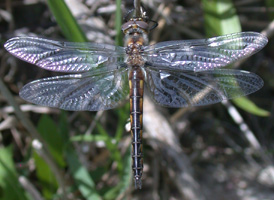 Slender Baskettail